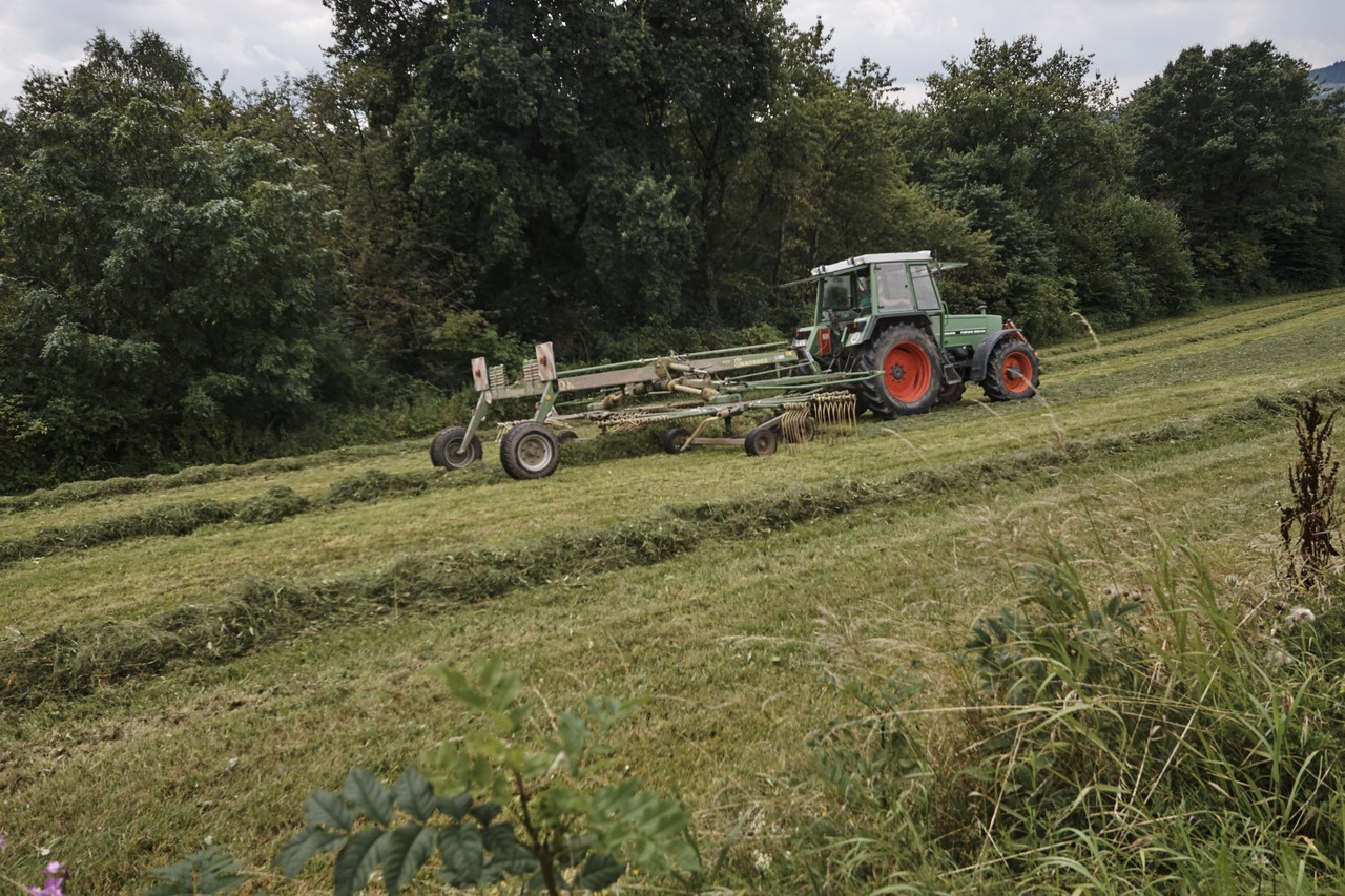 Grön Fendt Farmer 309 LSA med en Krone-strängläggare på en gräsäng.